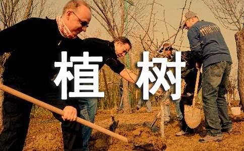 關于植樹二年級作文300字（通用20篇）