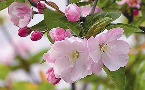 又是一年海棠花開時(shí)學(xué)生寄語(yǔ)（通用17篇）