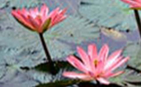 仿寫(xiě)荷花的一年級(jí)作文（精選22篇）