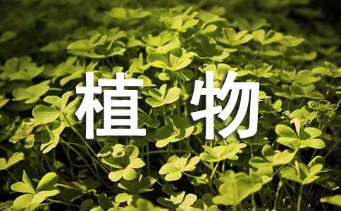 關(guān)于植物的精彩擬人句擬人句