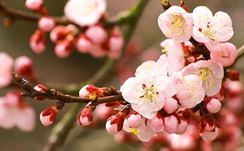 讀了《桃花心木》有感