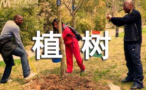 漫畫的啟示作文植樹與乘涼