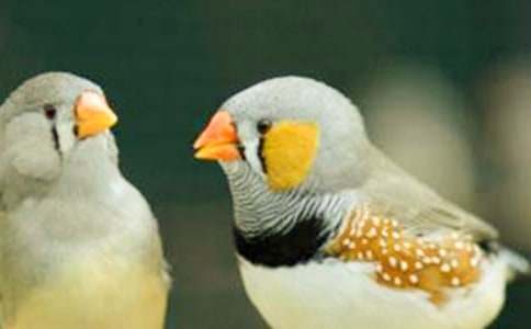 人教版五年級語文上《珍珠鳥》的教學反思