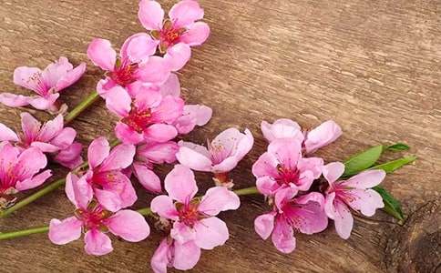 桃花說(shuō)明文